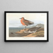 Bécasseau à poitrine rousse - John James Audubon — gerahmtes Bild an der Wand