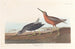 Bécassine à Poitrine Rouge - John James Audubon — Ansicht des Kunstwerks