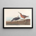 Bécassine à Poitrine Rouge - John James Audubon — gerahmtes Bild an der Wand