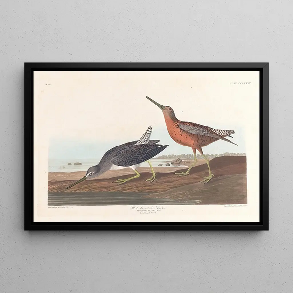 Bécassine à Poitrine Rouge - John James Audubon — gerahmtes Bild an der Wand