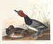 Rothschild-Ente - John James Audubon — Ansicht des Kunstwerks
