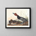 Rothschild-Ente - John James Audubon — gerahmtes Bild an der Wand