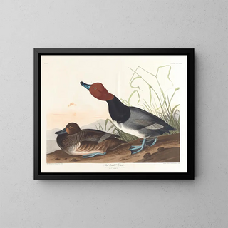 John James Audubon - Redheaded duck.webp