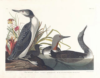 Taucher Katzenhai - John James Audubon — Ansicht des Kunstwerks