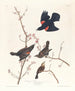 Stieglitz mit roten Flügeln - John James Audubon — Ansicht des Kunstwerks