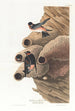 Hirondelle républicaine ou Hirondelle des falaises - John James Audubon — Ansicht des Kunstwerks