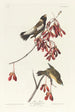 Rebhuhn der Reisfelder - John James Audubon — Ansicht des Kunstwerks