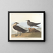 Der Jäger von Richardson - John James Audubon — gerahmtes Bild an der Wand