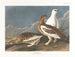 Felsen-Gruppe - John James Audubon — Ansicht des Kunstwerks