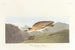 Pluvier des Montagnes Rocheuses - John James Audubon — Ansicht des Kunstwerks