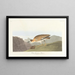 Pluvier des Montagnes Rocheuses - John James Audubon — gerahmtes Bild an der Wand