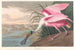 Spatule rosée - John James Audubon — Ansicht des Kunstwerks