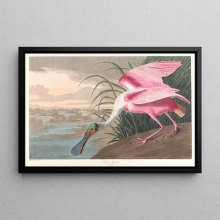 John James Audubon - Roseate spoonbill.webp