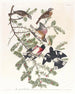 Kardinal mit rosa Brust - John James Audubon — Ansicht des Kunstwerks