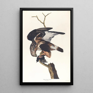 John James Audubon - Roughlegged falcon.webp