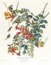 Kolibri mit Rubin-Halsband - John James Audubon — Ansicht des Kunstwerks