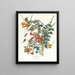 Kolibri mit Rubin-Halsband - John James Audubon — gerahmtes Bild an der Wand