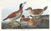 Kanadagans - John James Audubon — Ansicht des Kunstwerks