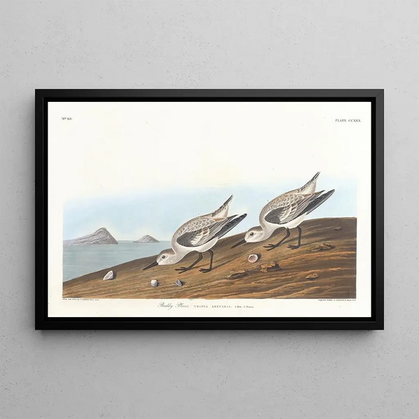 Pluvier roux - John James Audubon — gerahmtes Bild an der Wand