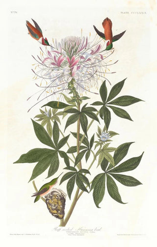 John James Audubon - Ruffnecked hummingbird.webp