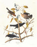 Grakle rouillé - John James Audubon — Ansicht des Kunstwerks