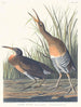Salzwasser-Sumpfhuhn - John James Audubon — Ansicht des Kunstwerks