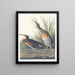 Salzwasser-Sumpfhuhn - John James Audubon — gerahmtes Bild an der Wand