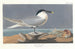Sterne caugek - John James Audubon — Ansicht des Kunstwerks