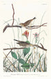 Bruant des savanes - John James Audubon — Ansicht des Kunstwerks