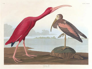 Ibis écarlate - John James Audubon — Ansicht des Kunstwerks