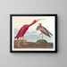 Ibis écarlate - John James Audubon — gerahmtes Bild an der Wand