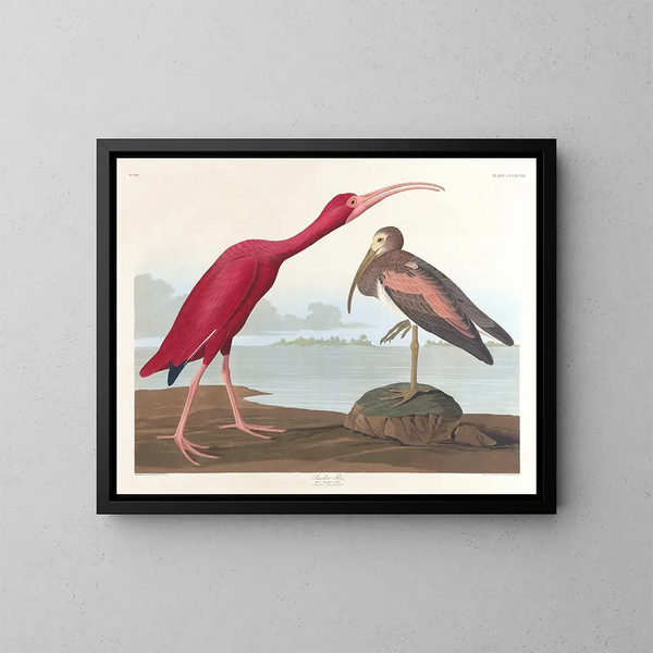Ibis écarlate - John James Audubon — gerahmtes Bild an der Wand