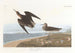 Bécasseau de Schinz - John James Audubon — Ansicht des Kunstwerks