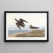 Bécasseau de Schinz - John James Audubon — gerahmtes Bild an der Wand