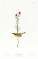 Moucherolle de Selby - John James Audubon — Ansicht des Kunstwerks