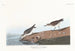 Bécasseau semipalmé - John James Audubon — Ansicht des Kunstwerks