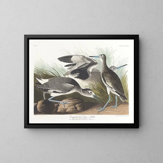 Bécassine semipalmée oder Willet - John James Audubon — gerahmtes Bild an der Wand