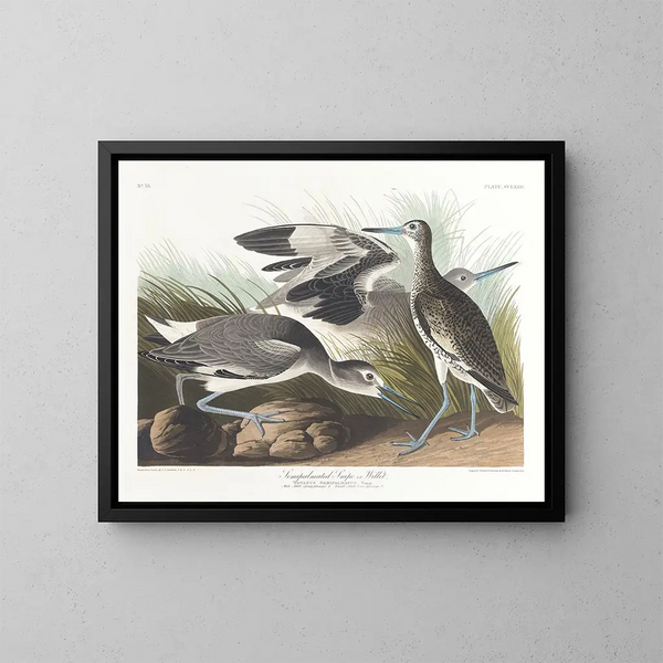 Bécassine semipalmée oder Willet - John James Audubon — gerahmtes Bild an der Wand