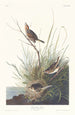 Bruant à queue aiguë - John James Audubon — Ansicht des Kunstwerks