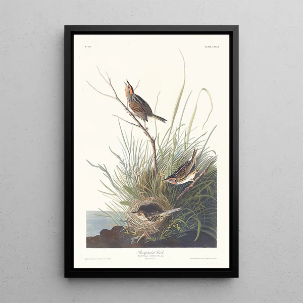 John James Audubon - Sharptailed finch.webp