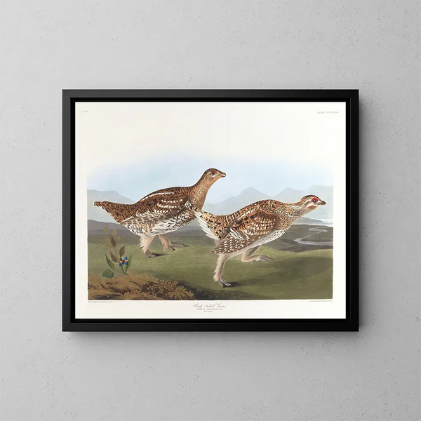 Tétras à queue pointue - John James Audubon — gerahmtes Bild an der Wand
