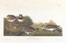 Alouette hausse-col - John James Audubon — Ansicht des Kunstwerks