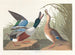 Ente Souchet - John James Audubon — Ansicht des Kunstwerks
