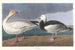 Gänse des Schnees - John James Audubon — Ansicht des Kunstwerks