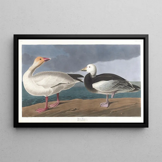 John James Audubon - Snow geese.webp