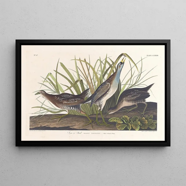 Râle de Virginie - John James Audubon — gerahmtes Bild an der Wand