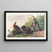 Geleintte gefleckt - John James Audubon — gerahmtes Bild an der Wand