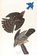 Faucon de Stanley - John James Audubon — Ansicht des Kunstwerks