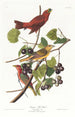 Sommer-Tangara-Gemälde - John James Audubon — Ansicht des Kunstwerks