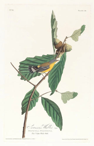John James Audubon - Swansons warbler.webp